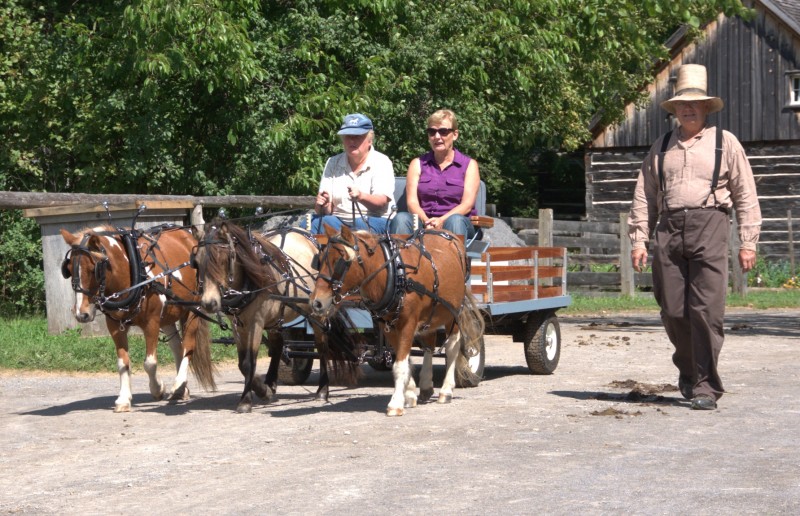 Mini horses with wagon