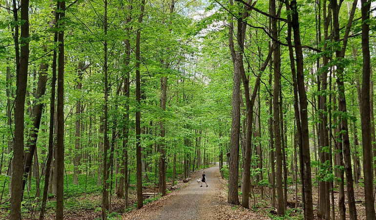 The Trails at Guindon Park